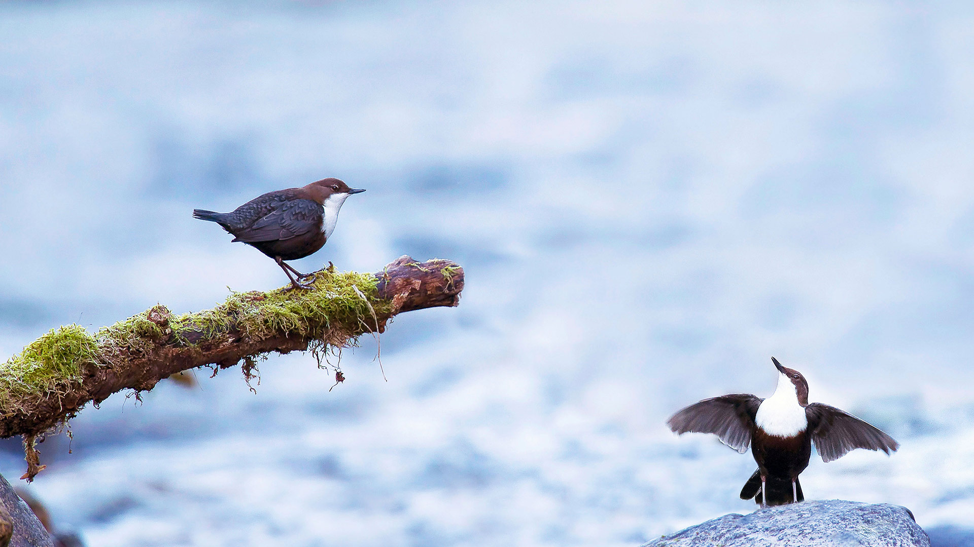 Couple de cincles plongeurs en plein flirt, Ariège, France (© Gregory Odemer/Minden Pictures)(Bing France)