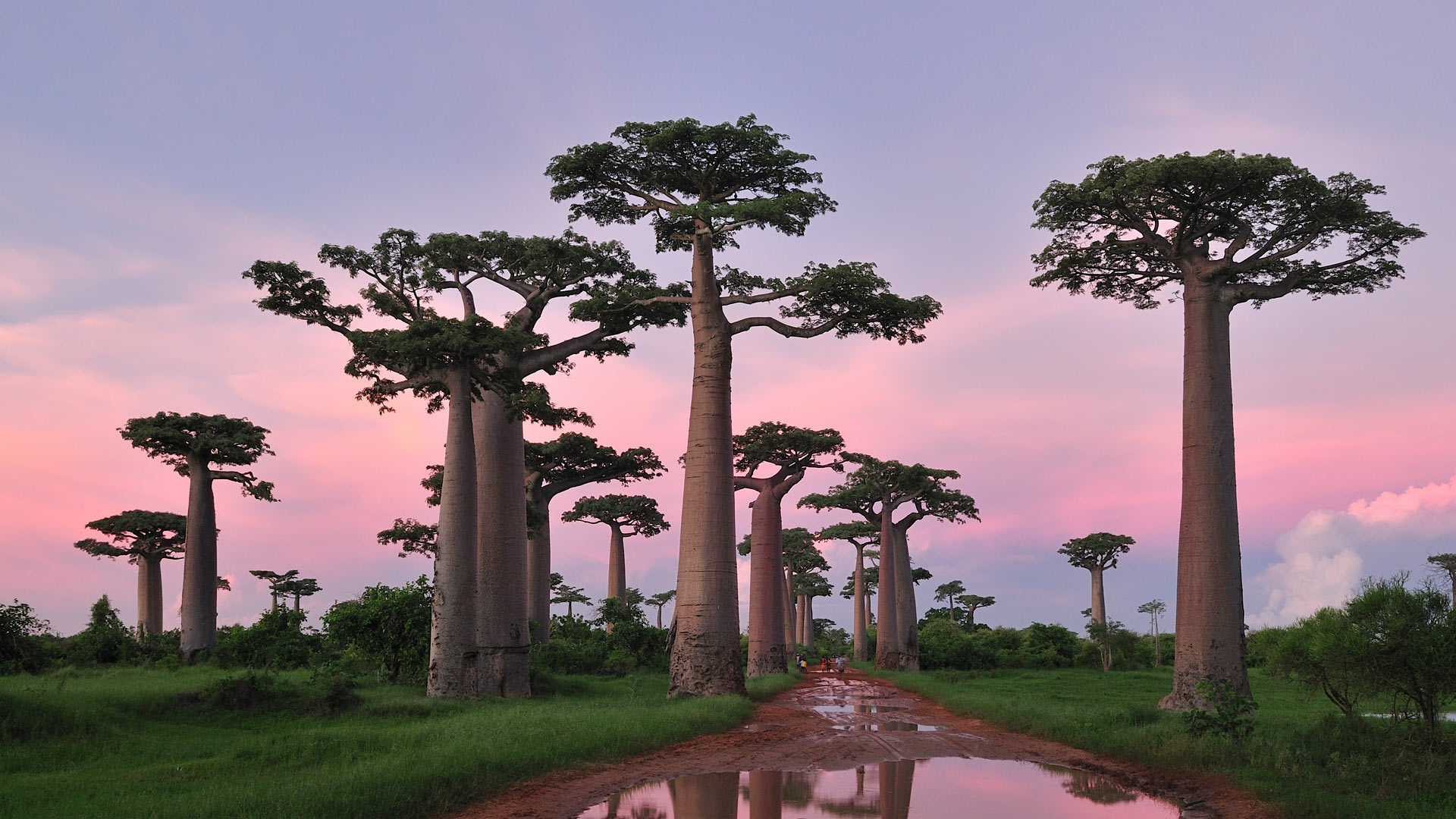 穆龙达瓦附近的格兰迪尔猴面包树林，马达加斯加 (© Thomas Marent/Minden Pictures)(Bing China)