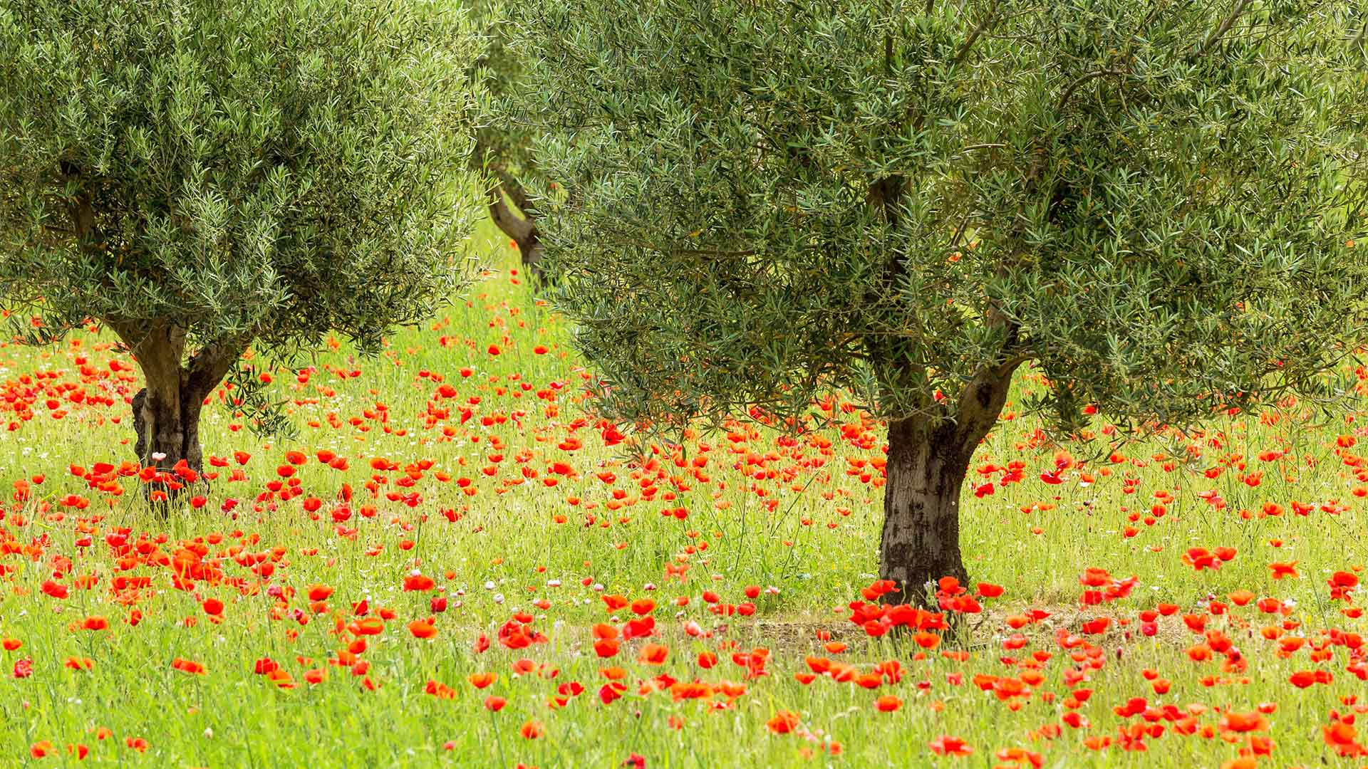 Oliviers et coquelicots dans le parc naturel régional du Luberon (© Hemis/Alamy)(Bing France)