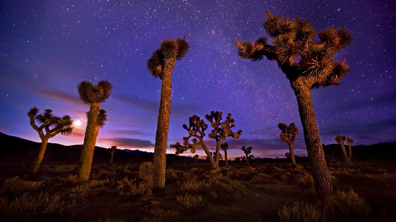 死亡谷内的约书亚树，美国加利福尼亚州 (© Marc Adamus/Aurora Photos)(Bing China)