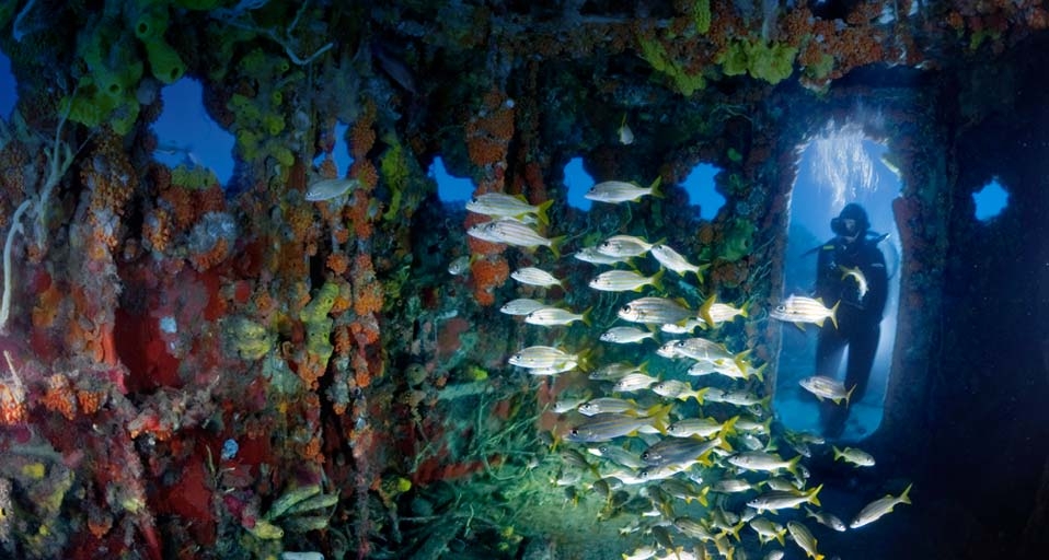 Upholstered with sponges and corals, the bridge of the U.S. Coast Guard Cutter Duane attracts schools of smallmouth grunts—and divers -- David Doubilet/ National Geographic &copy; (Bing United States)