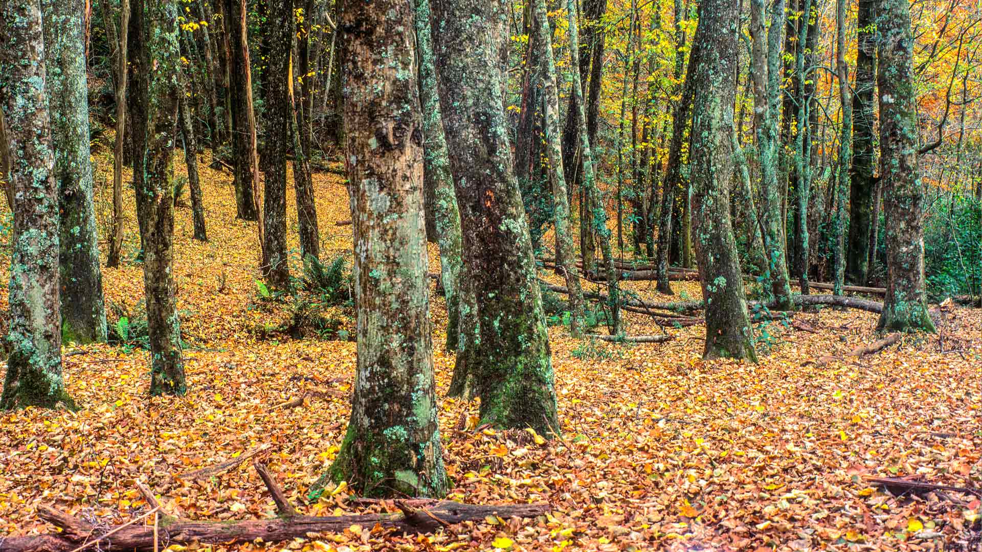 Historic nursery land in Emerald Lake Park, Victoria (© Givenworks/Getty Images)(Bing Australia)