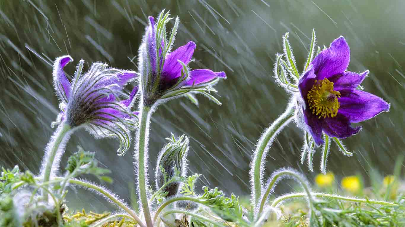 Anémone Pulsatille sous la pluie, Lorraine, France. (© Michel Poinsignon/Minden Pictures)(Bing France)