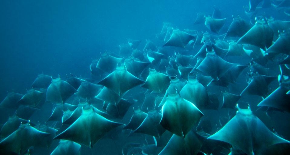 A school of manta rays feeding in plankton-rich water off the coast of Santa Catalina, Panama (© Logan Mock-Bunting/Aurora Photos) &copy; (Bing Canada)