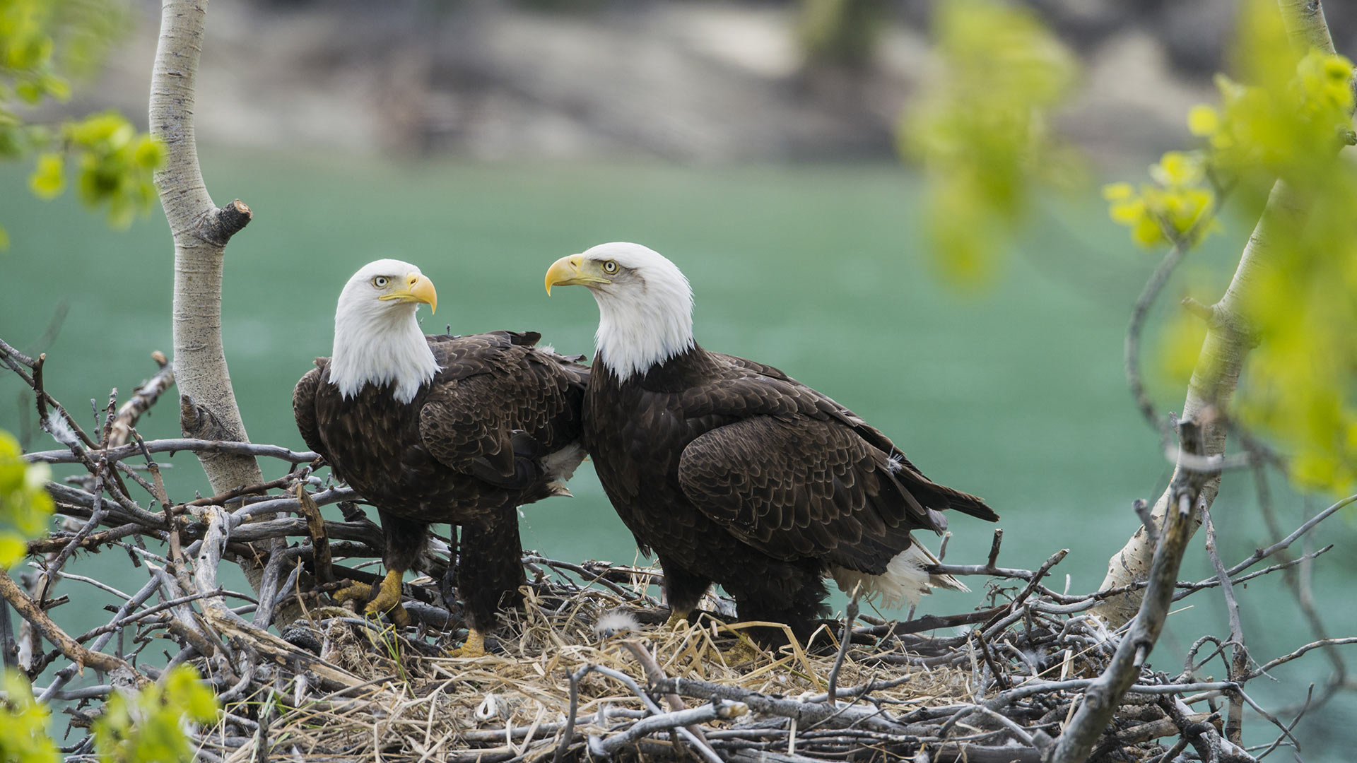 A pair of adult bald eagles (Haliaeetus leucocephalus) with chick at Yukon River, Yukon (© Mark Newman/Minden Pictures)(Bing Canada)