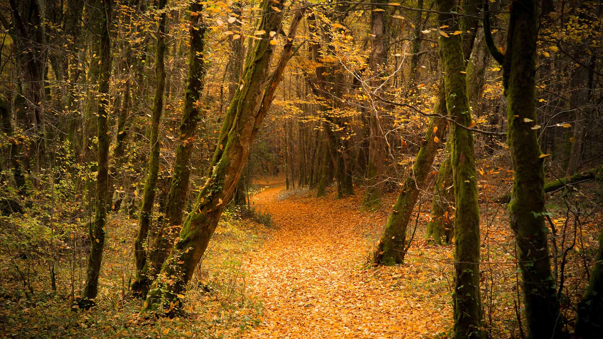 Forêt en automne (© Laud Nicolas/EyeEm/Getty Image)(Bing France)