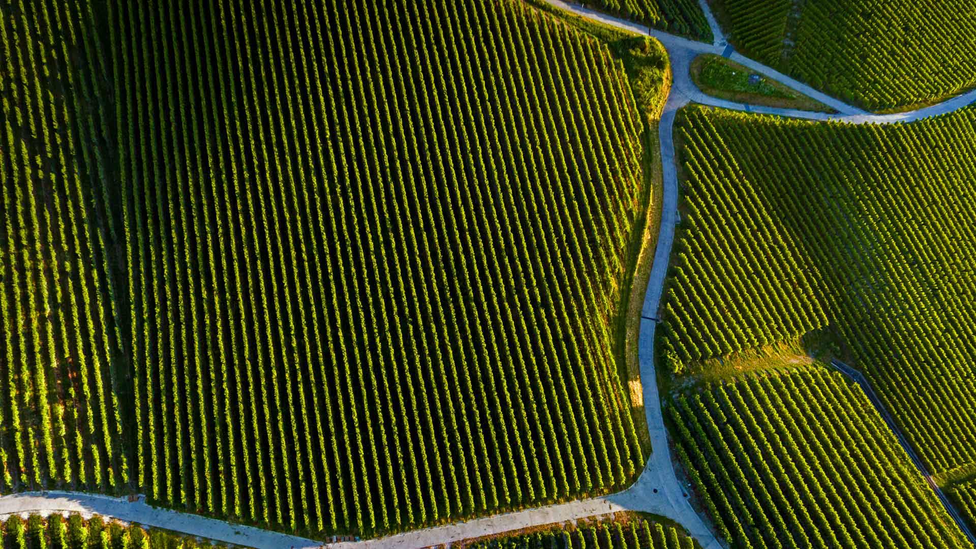 ｢ピュリーのワインヤード」スイス、ヴォー州 (© Gallery Stock)(Bing Japan)