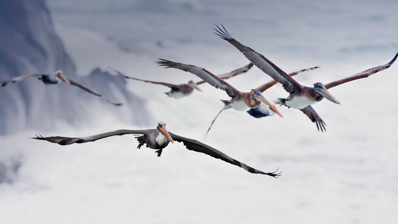 Pelicans in flight, near Bandon, Oregon (© Cindy Kassab/Corbis)(Bing Canada)