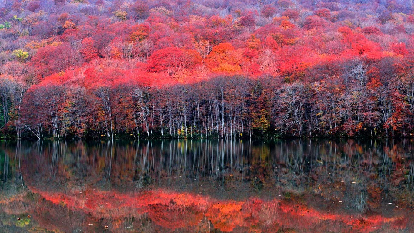 ｢晩秋の蔦沼｣青森, 十和田市 (© katsumi.takahashi/Getty Images)(Bing Japan)