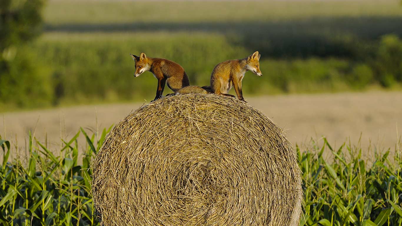 Deux jeunes renardeaux assis sur une botte de foin, Vosges, France (© Fabrice Cahez/Minden Pictures)(Bing France)