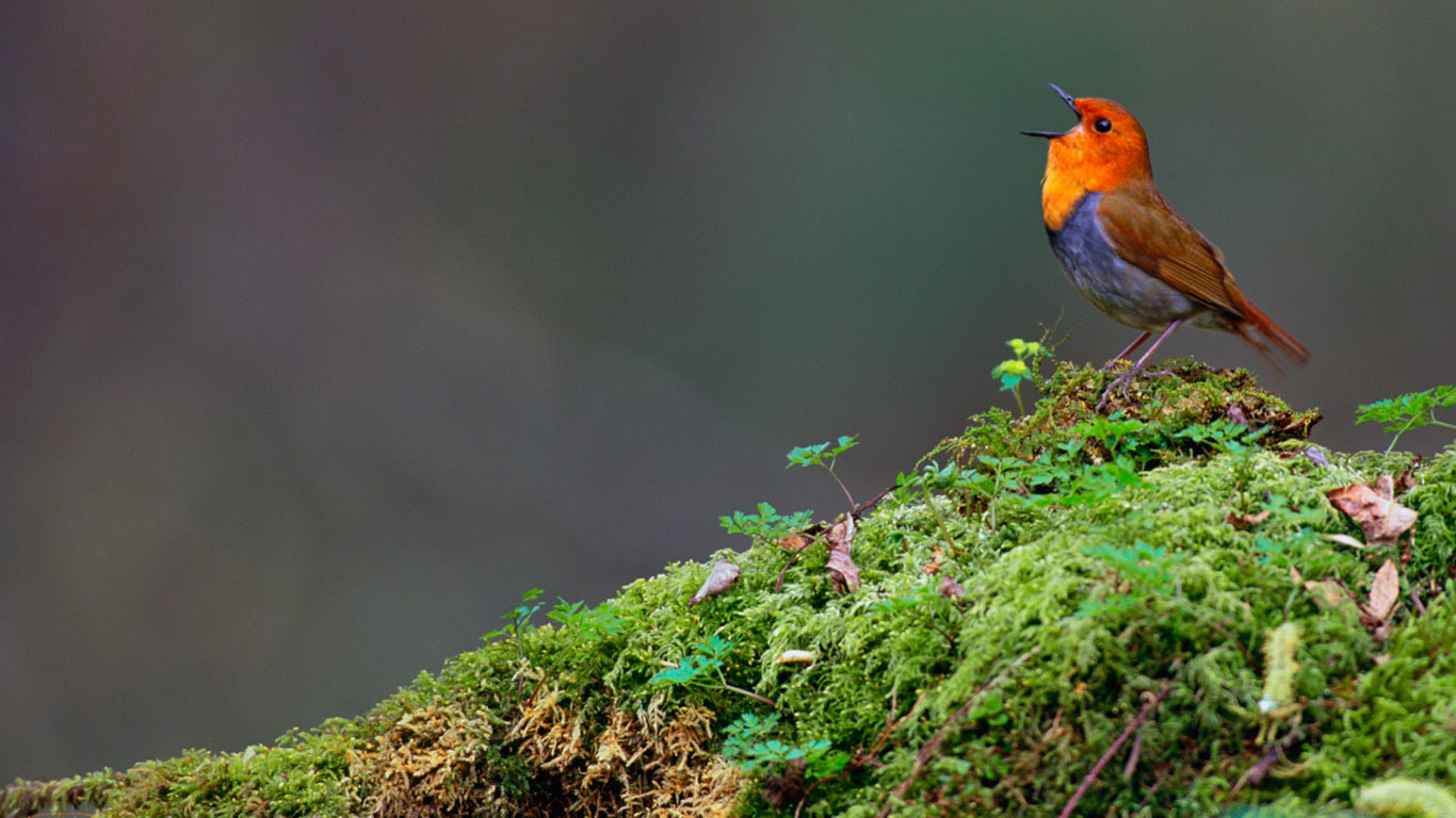 日本长野八岳，日本歌鸲(qú) (© Gouichi Wada/Minden Pictures)(Bing China)