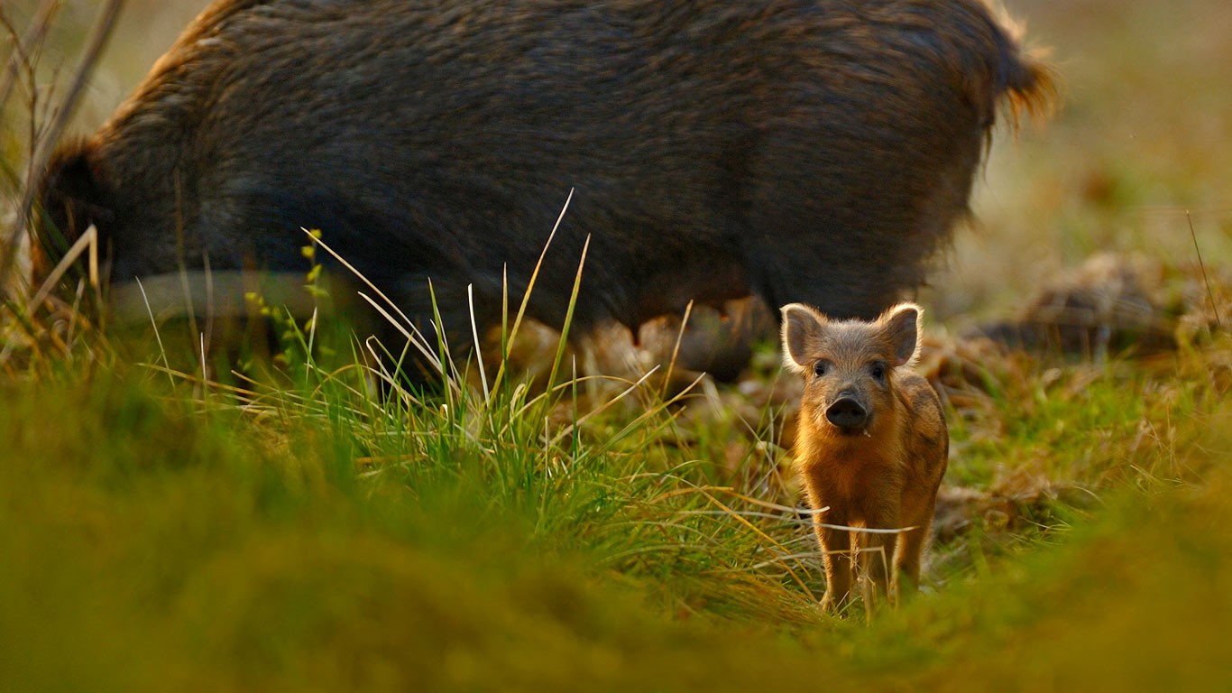 英国，格罗斯特郡，迪恩森林里的野猪与小猪 (© NPL/Minden Pictures)(Bing China)