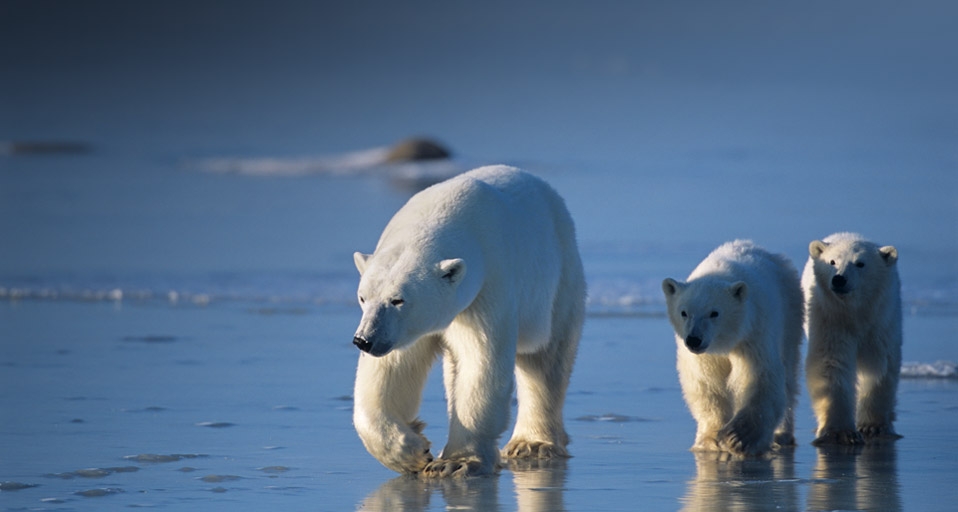 Zwei junge Eisbären trotten neben ihrer Mutter her, Kanada -- Tsuneo Nakamura/Photolibrary &copy; (Bing Germany)
