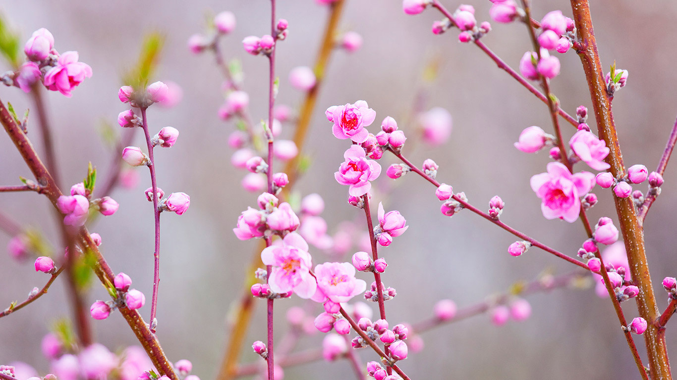 ｢桃の花｣ (© pasmal/a.collectionRF/amanaimages/Corbis)(Bing Japan)