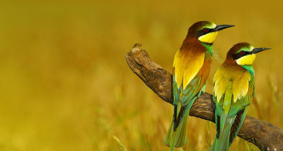 西班牙马拉加省的欧洲蜂虎 (© José Antonio Moreno/age fotostock) &copy; (Bing China)