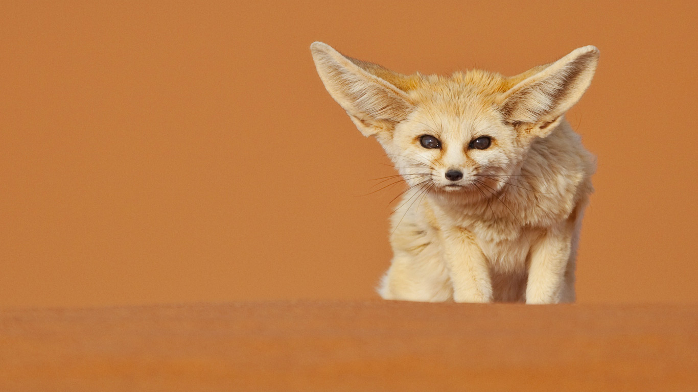 摩洛哥梅如卡的耳廓狐 (© Juan Carlos Muñoz/age fotostock)(Bing China)