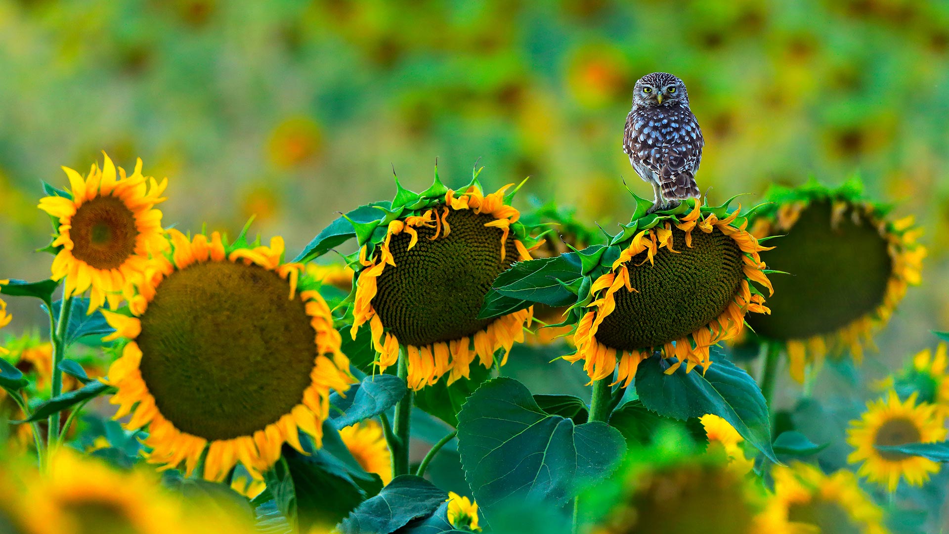 栖息在向日葵上的一只小猫头鹰，西班牙加的斯 (© Andres M. Dominguez/Minden Pictures)(Bing China)