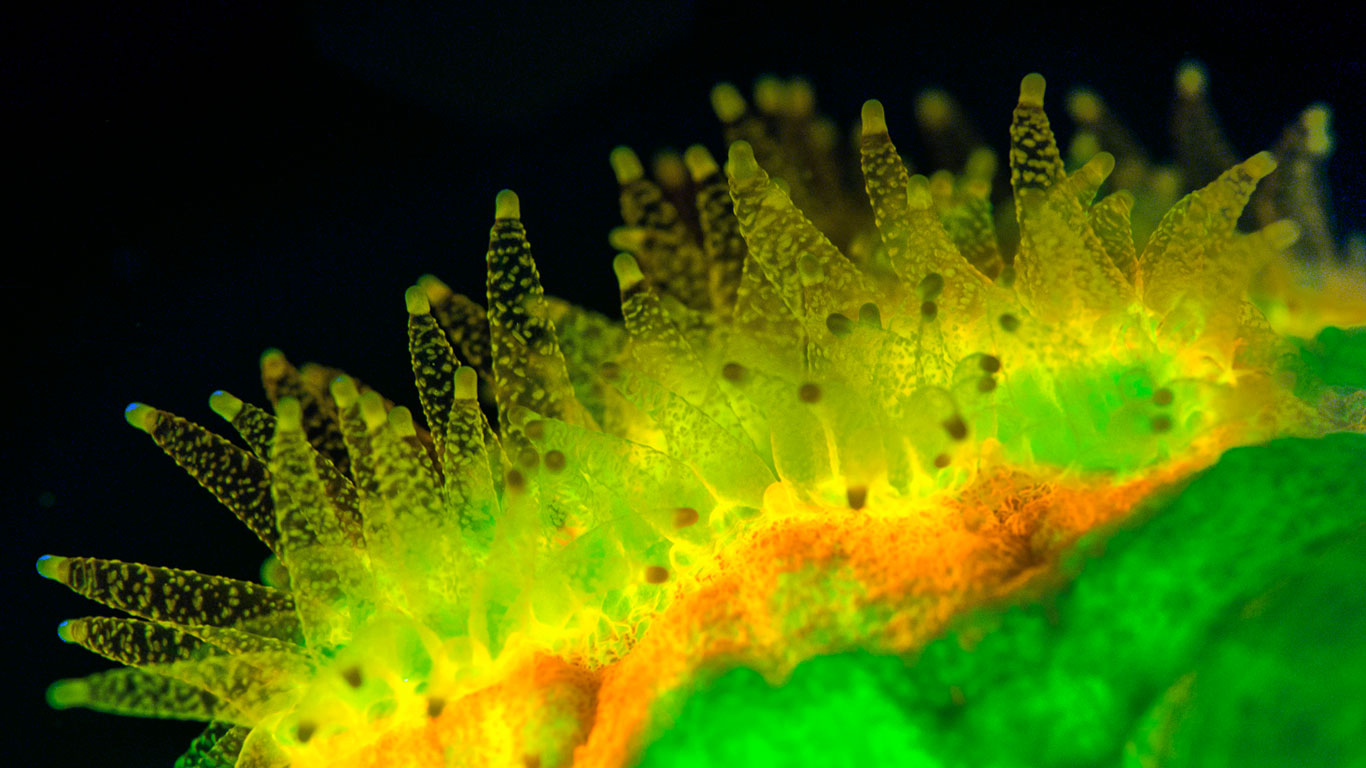 Favites Coral polyps feeding at night and fluorescing when illuminated by ultraviolet light, Sabah, Borneo, Malaysia (© Louise Murray/Visuals Unlimited, Inc.)(Bing Canada)
