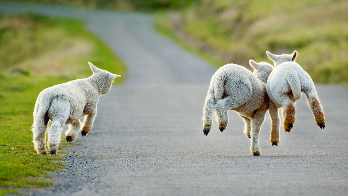 新西兰基督城，三只欢快的小羔羊 (© Andrew Walmsley/Alamy)(Bing China)