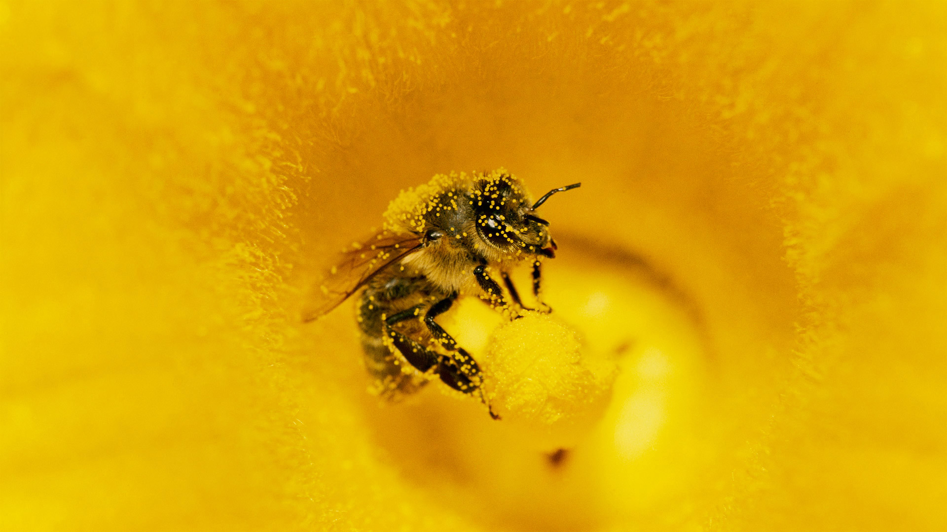 一只身上粘满南瓜花粉的蜜蜂，德国 (© Konrad Wothe/Minden Pictures)(Bing China)