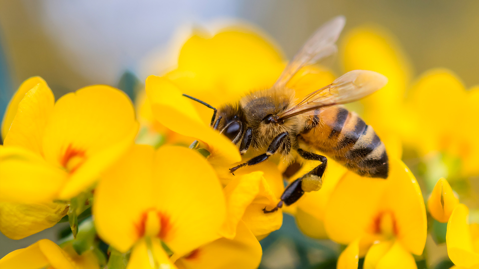 Honey Bee on Pea flower, Muogamarra Nature Reserve, NSW (© RugliG/iStock/Getty Images Plus)(Bing Australia)