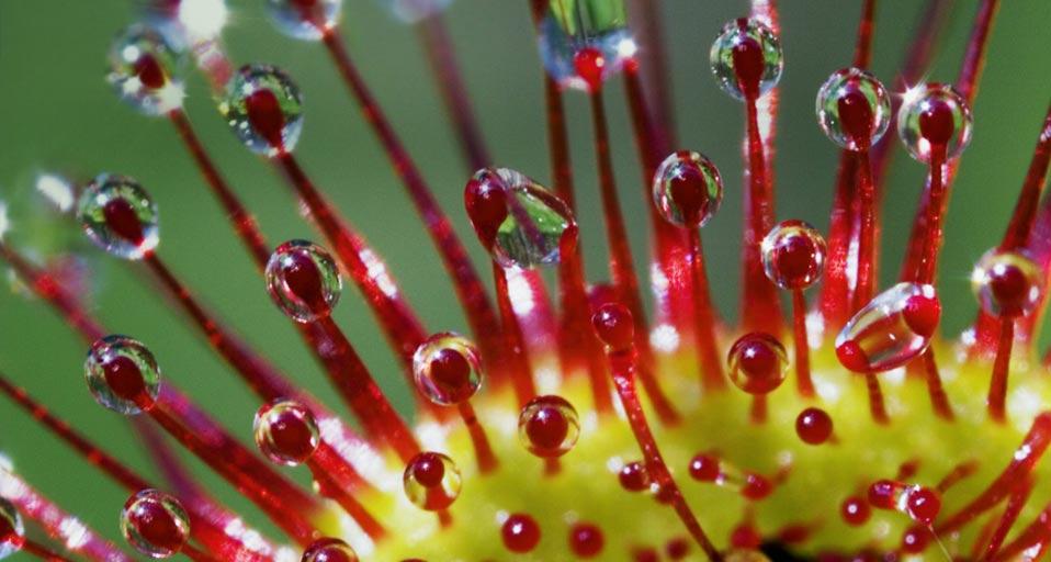 Tentacles of Roundleaved Sundew (© Klaus Honal/Superstock)(Bing Canada)