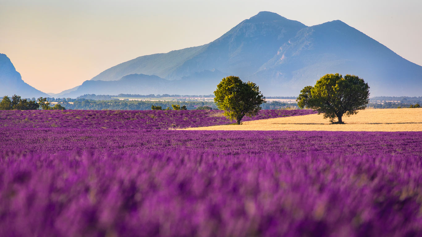 Champs de lavande sur le plateau de Valensole, Alpes-de-Haute-Provence, PACA (© Andrea Pavan/PhotoFVG/SIME/4Corners)(Bing France)