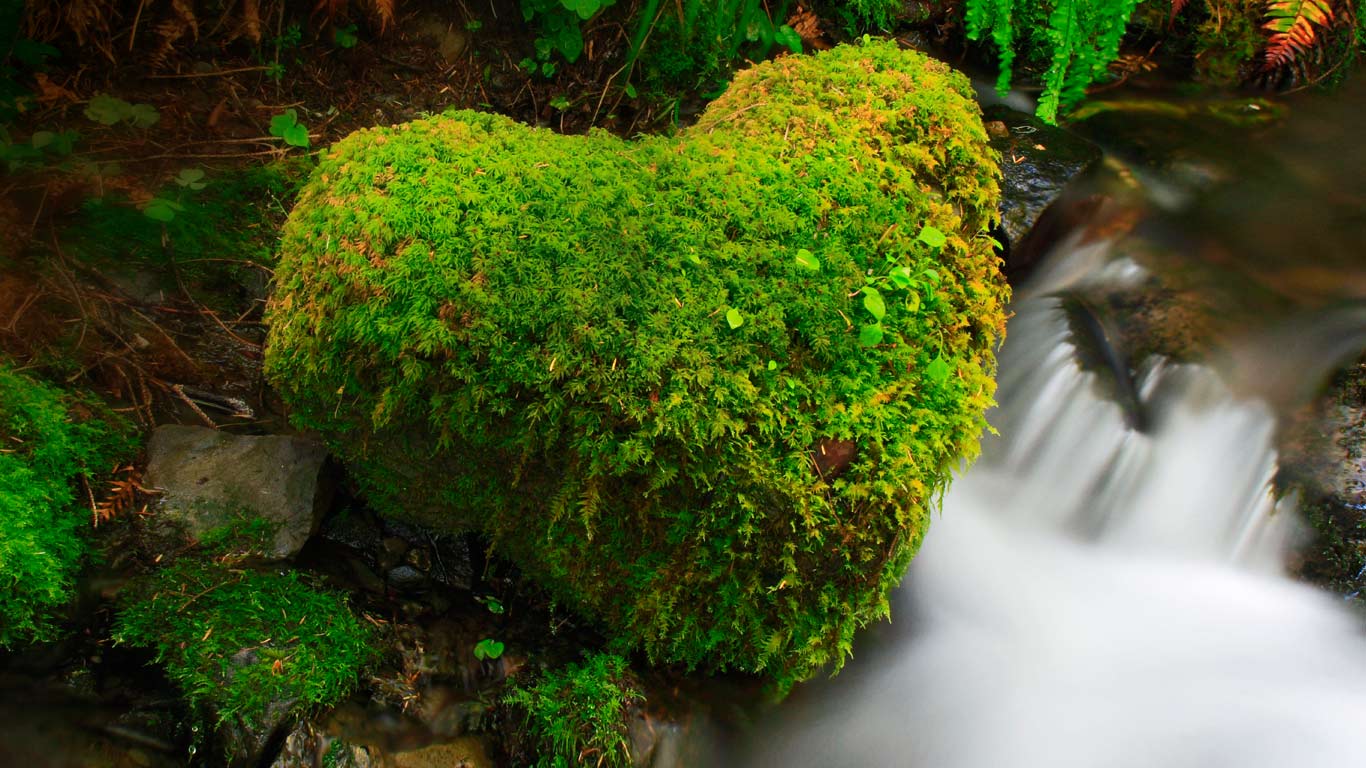 美国华盛顿州，奥林匹克国家公园，可可西里雨林 (© ARCO/P Frischknecht/age fotostock)(Bing China)