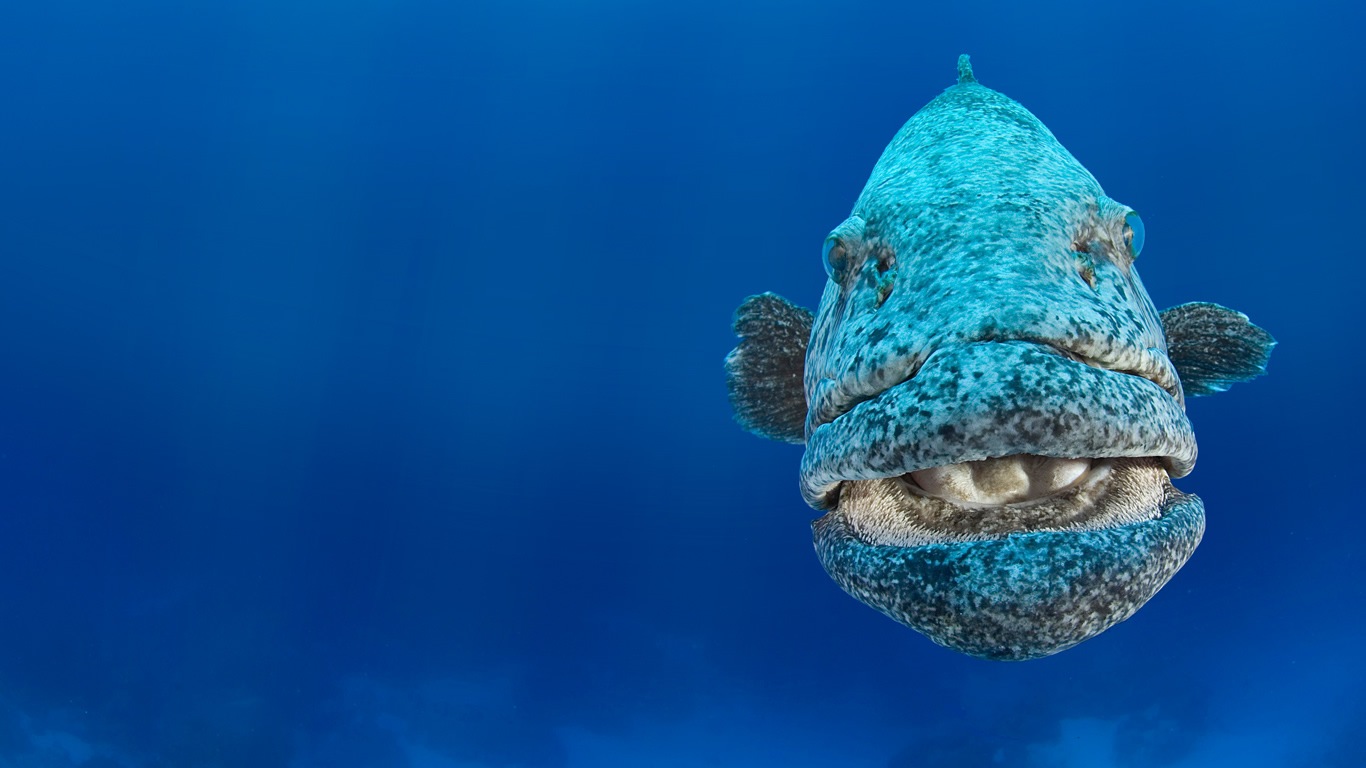 澳大利亚西部海岸附件的黑斑石斑鱼 (© NaturePL/Superstock)(Bing China)