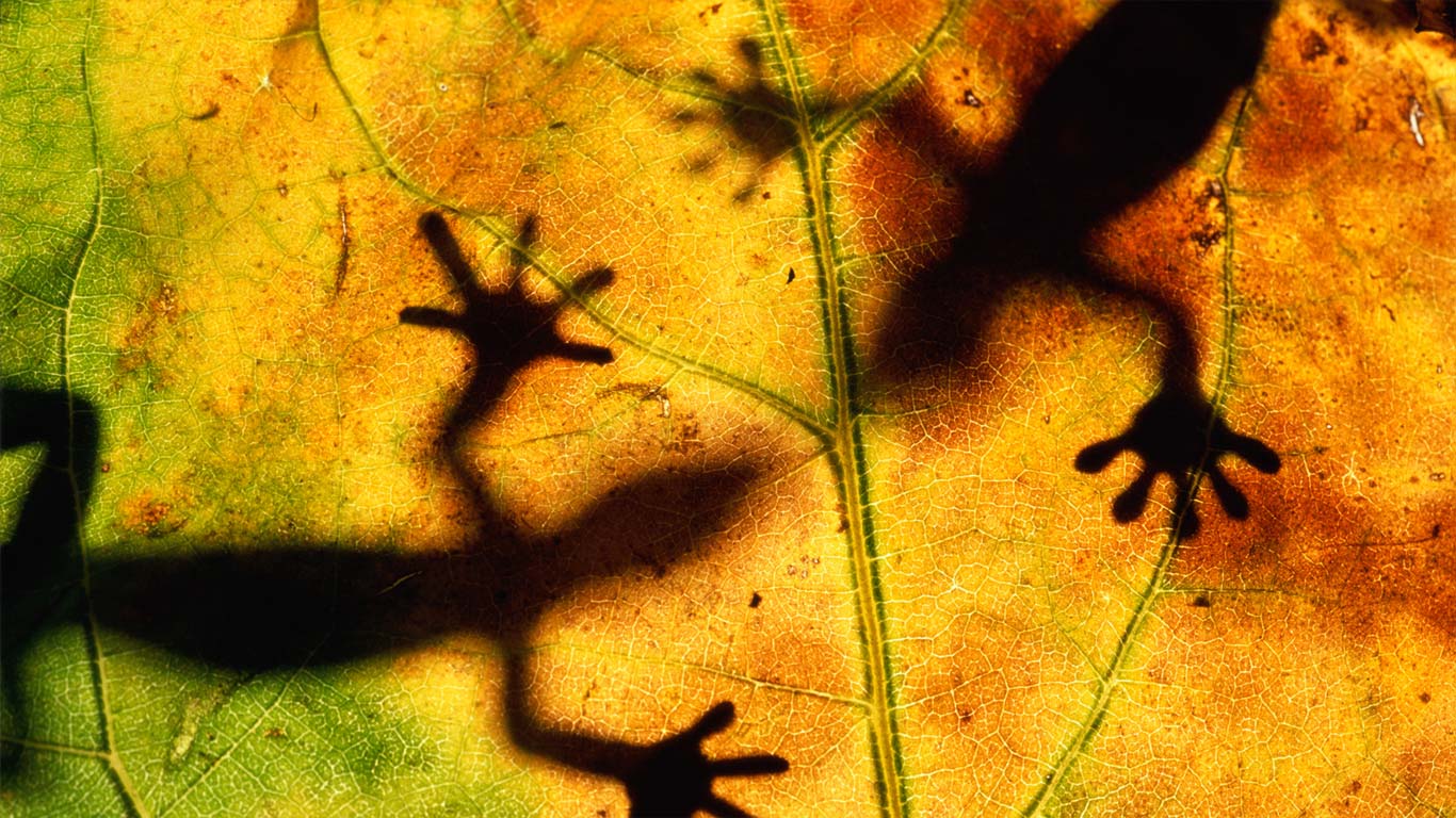叶片上的蜥蜴影子 (© Steve Satushek/Stone/Getty Images)(Bing China)