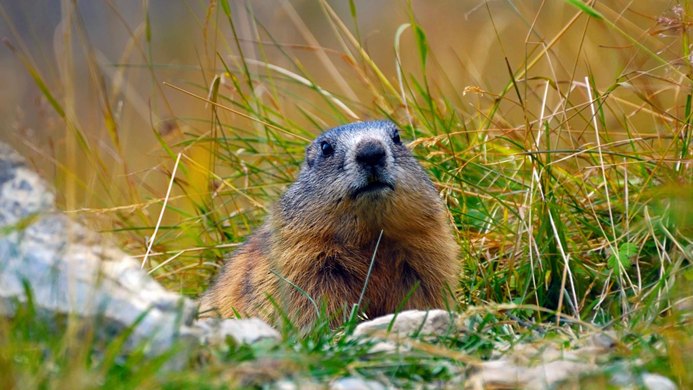 Alpine marmot (© Michael Dietrich/Alamy)(Bing United States)