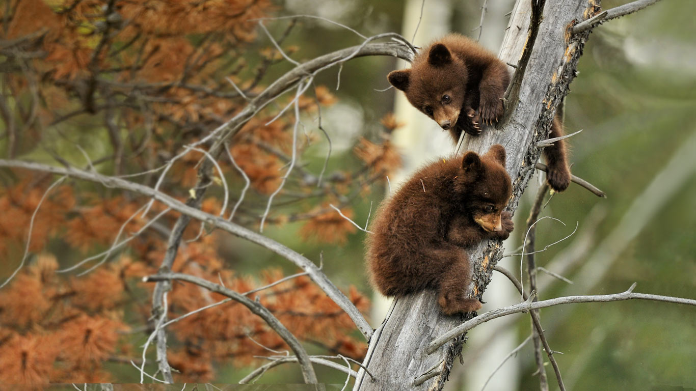 两只在枯树枝上玩耍的美洲黑熊幼仔 (© Don Johnston/All Canada Photos/Corbis)(Bing China)