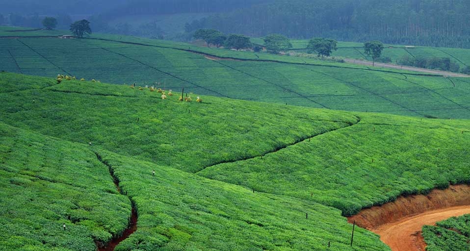 Tea Plantation near Tzaneen town, South Africa -- SIME/eStock Photo &copy; (Bing New Zealand)