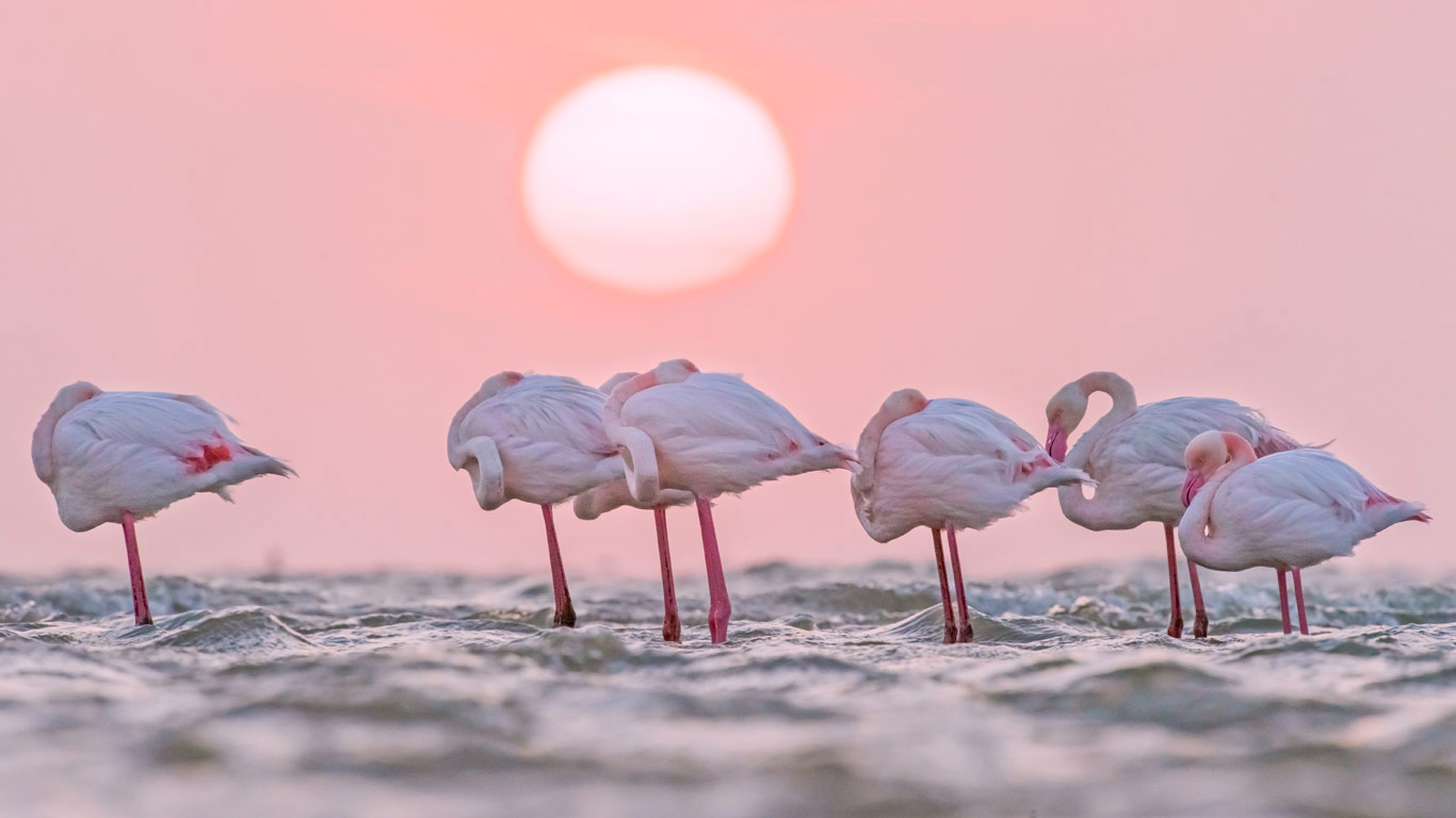 沃尔维斯湾的火烈鸟，纳米比亚 (© Yva Momatiuk and John Eastcott/Minden Pictures)(Bing China)
