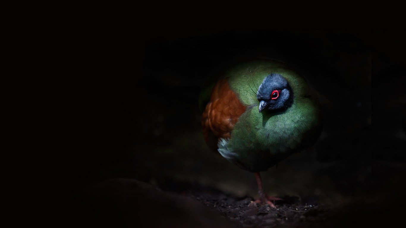 冕鹧鸪 (© Sue Demetriou/Offset)(Bing China)