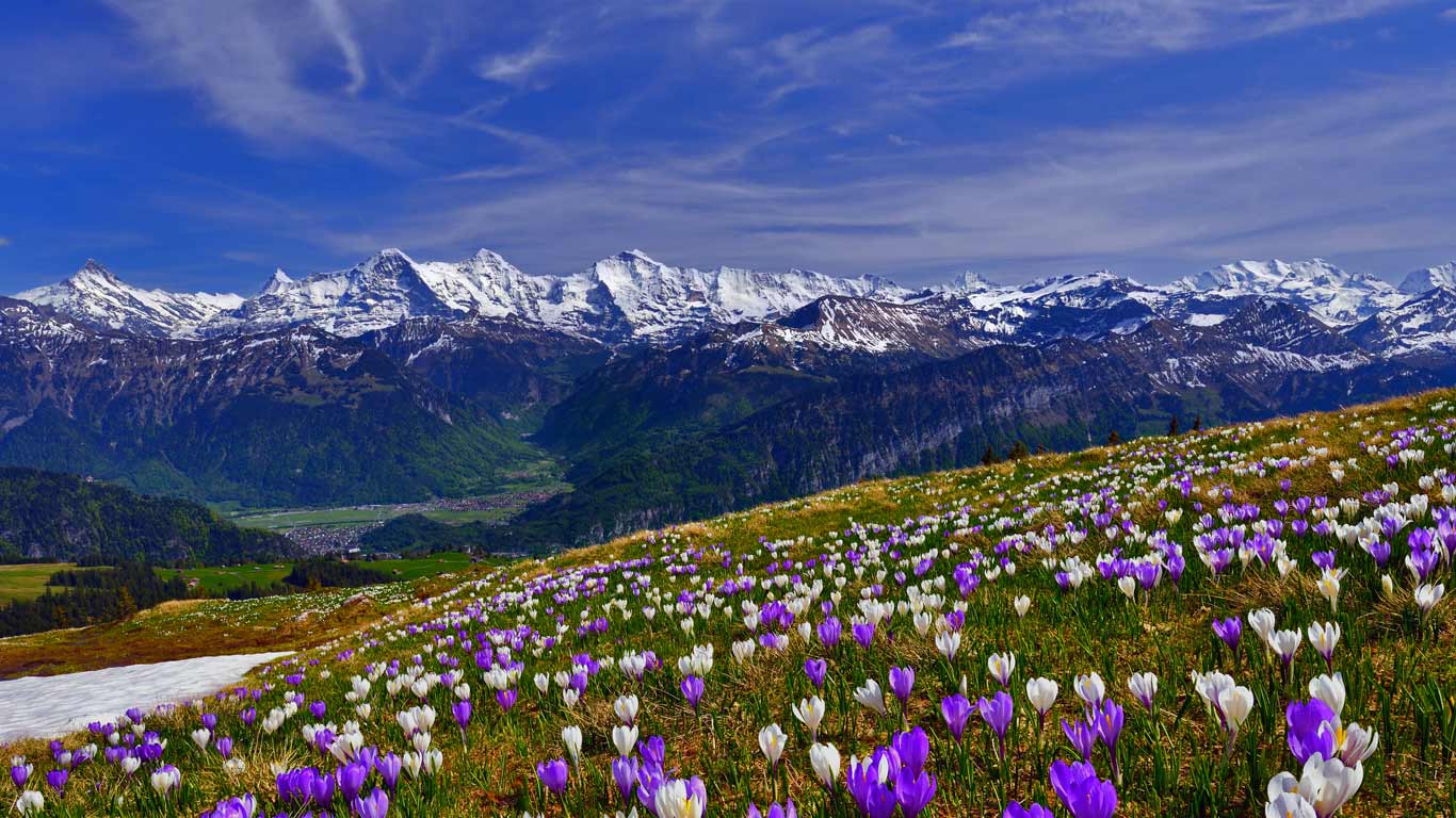 初放的番红花 (© suterscher/iStock/Getty Images)(Bing China)