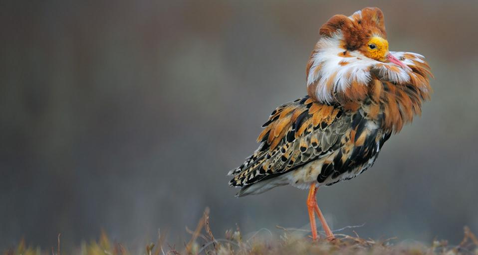 Male ruff in breeding plumage, Norway (© Werner Bollmann/age fotostock)(Bing Canada)