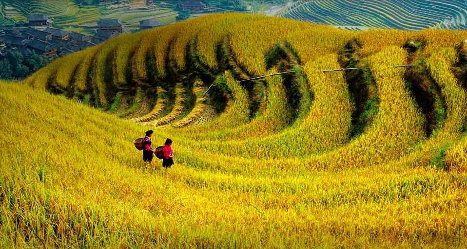 中国贵州的梯田 -- View Stock/Photolibrary &copy; (Bing China)