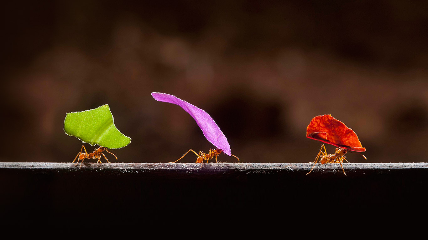 哥斯达黎加，圣丽塔，切叶蚁（美洲切叶蚁属Atta） (© Bence Mate/Visuals Unlimited/Corbis)(Bing China)