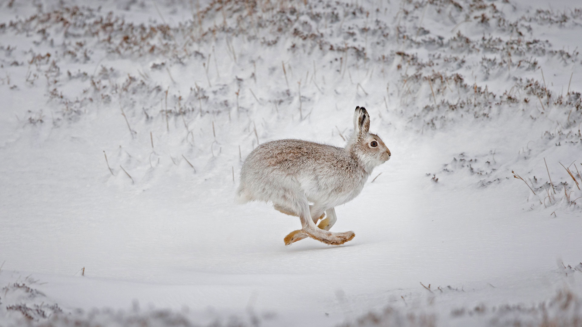 在白雪覆盖的高地上奔跑的雪兔，苏格兰 (© SCOTLAND: The Big Picture/Minden Pictures)(Bing China)