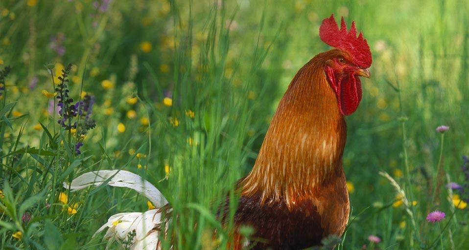 Coq bankiva ou sauvage (Gallus Gallus) dans la vallée de l’Isarco, Italie (© Udo Bernhart/Huber/4Corners) &copy; (Bing France)