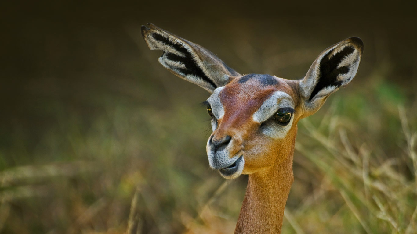 Giraffengazelle (© Eric Lowenbach/Getty Images)(Bing Deutschland)