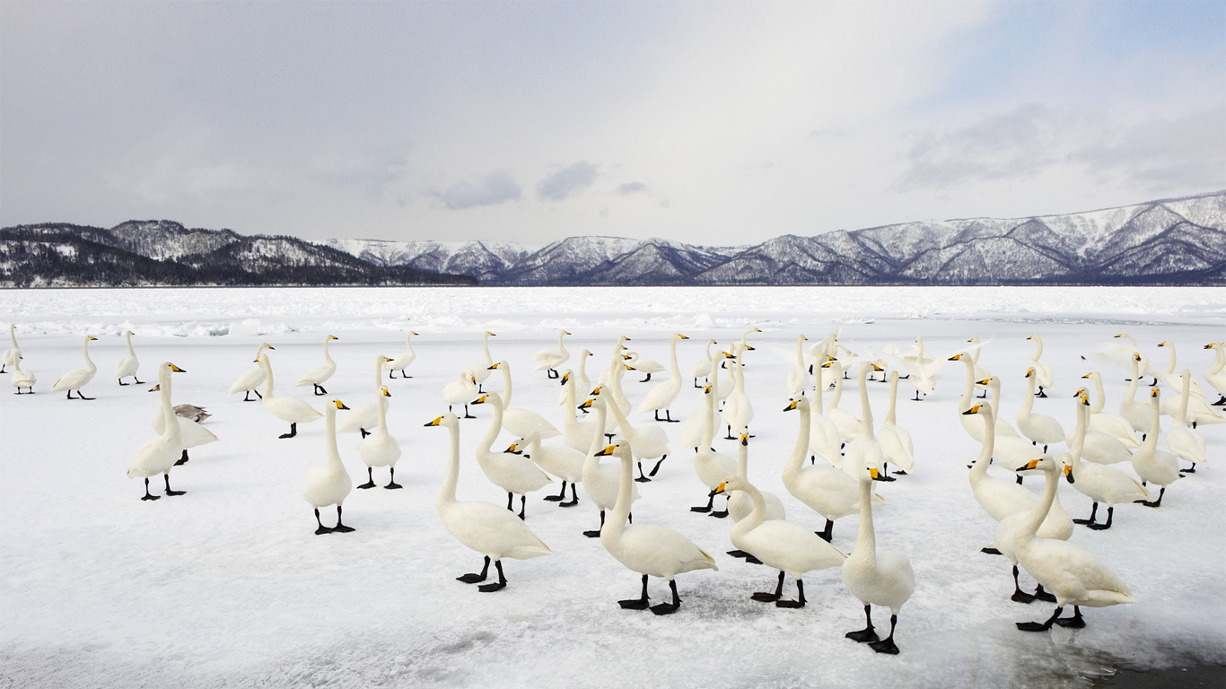 Whooper swans, Lake Kussharo, Akan National Park, Japan (© Ben Cranke/Corbis)(Bing Canada)