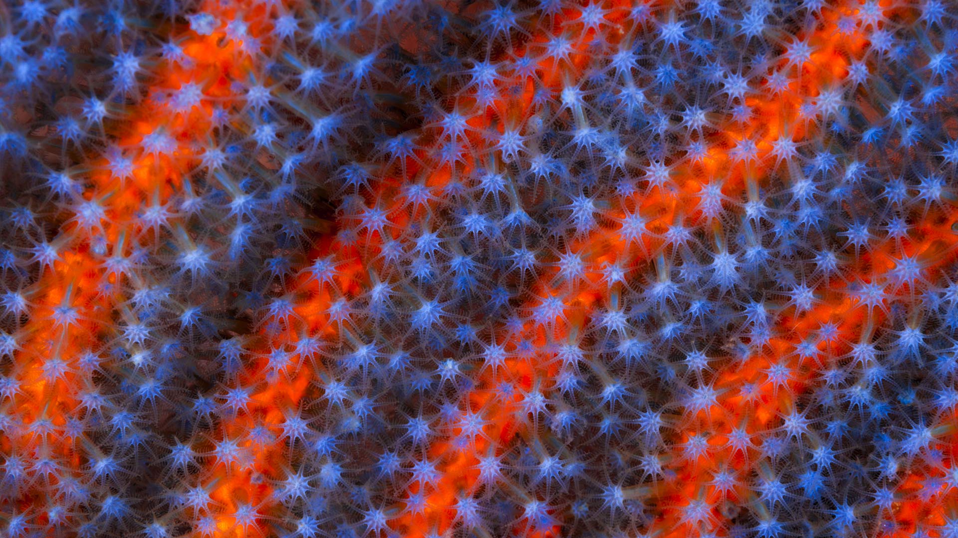 Soft Coral (Ellisella sp) in the Great Barrier Reef, Australia (© Gary Bell/Oceanwide/Minden Pictures)(Bing Australia)