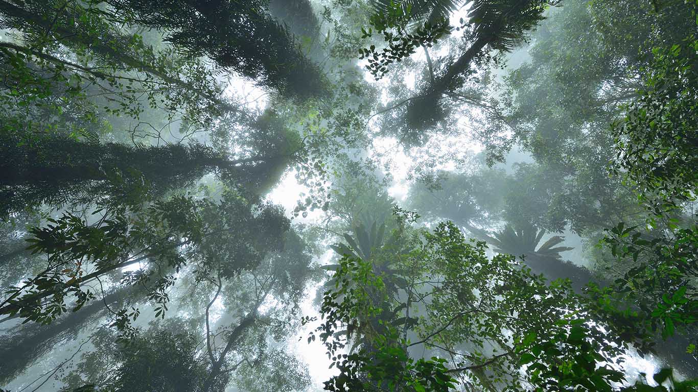 Looking upward at rainforest in Dorrigo National Park, New South Wales, Australia (© Radius Images/Offset)(Bing Australia)