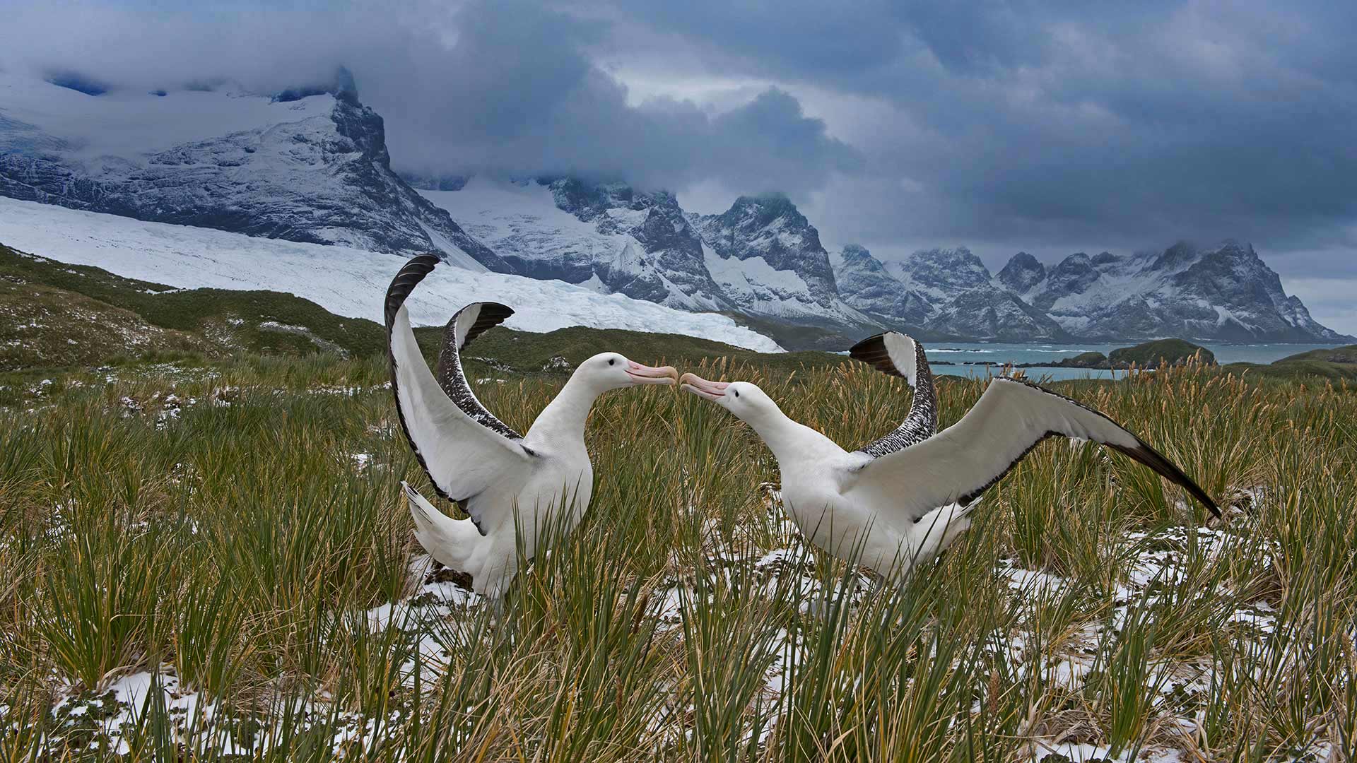 一对闲庭信步的信天翁，南乔治亚岛 (© David Tipling Photo Library/Alamy)(Bing China)