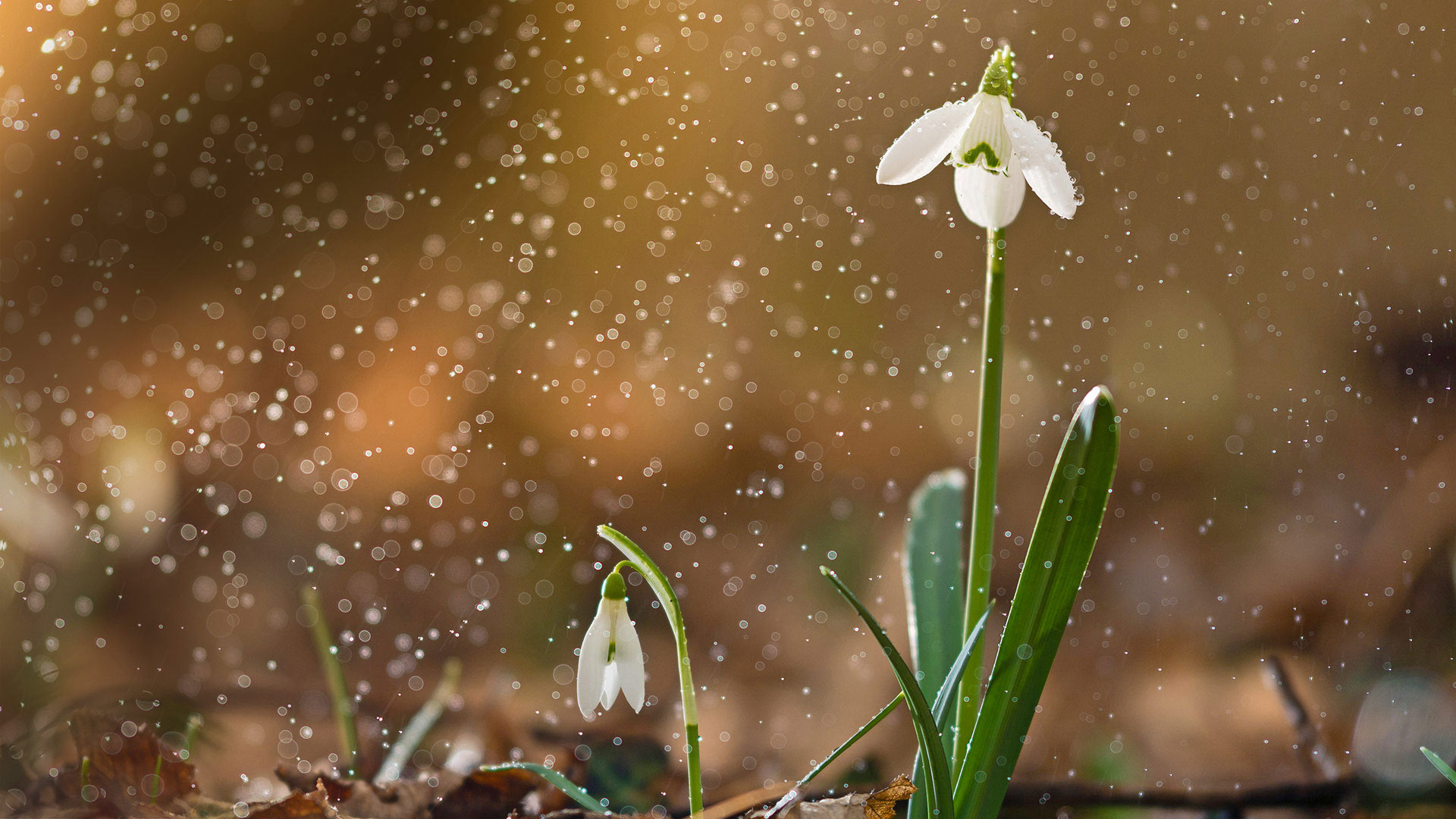 一朵盛开的雪花莲 (© Péter Hegedűs/Getty Images)(Bing China)