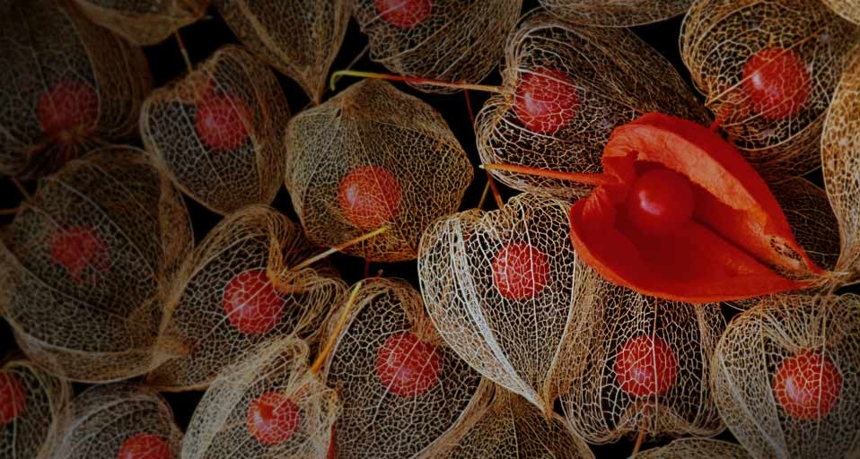 锦灯笼 (© Skip Moody-Rainbow/Corbis) &copy; (Bing China)