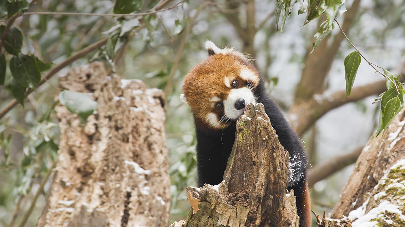 四川卧龙舔树皮的小熊猫 (© Thomas Kokta/Peter Arnold Images/Photolibrary)(Bing China)