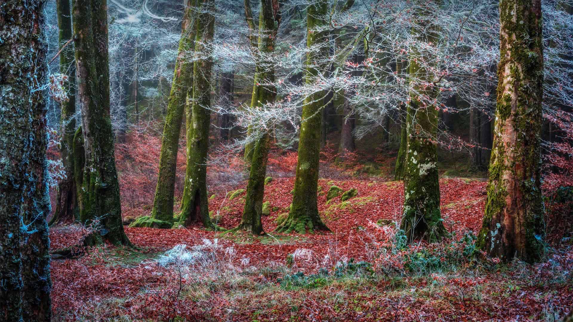 Invergarry村庄附近的森林，苏格兰 (© Matt Anderson Photography/Getty Images)(Bing China)
